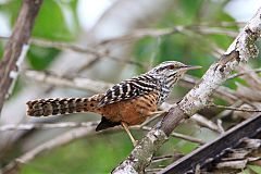 Band-backed Wren